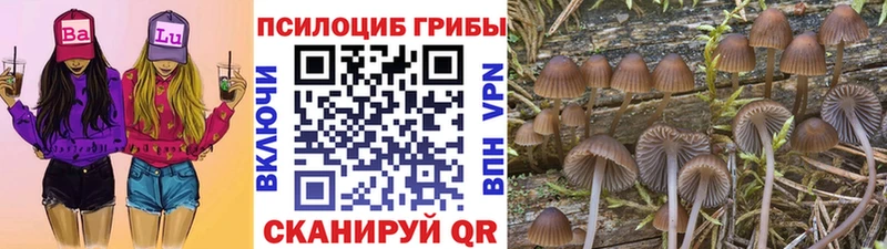 Псилоцибиновые грибы Psilocybine cubensis Новоуральск